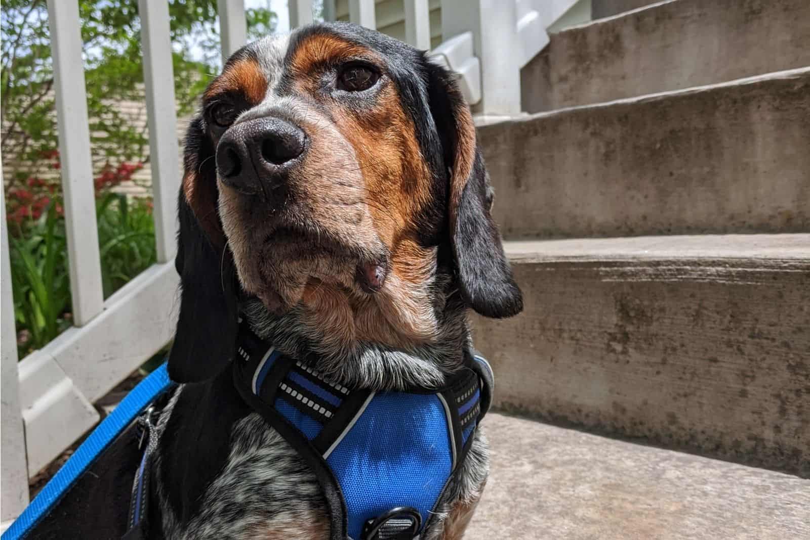regal blue tick beagle contemplating world by the stairs