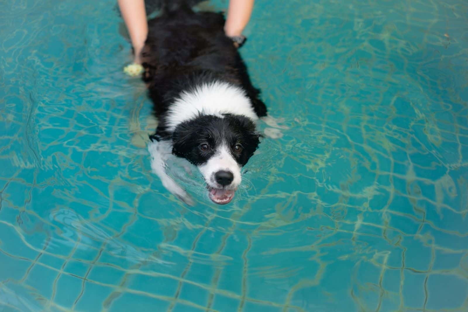 Border Collie at the funny mode and swimming activity