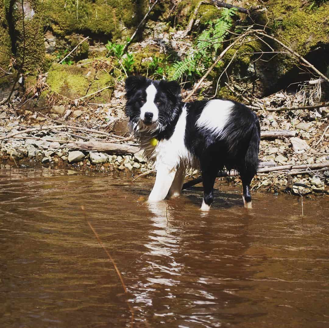 Border Collie dog in water