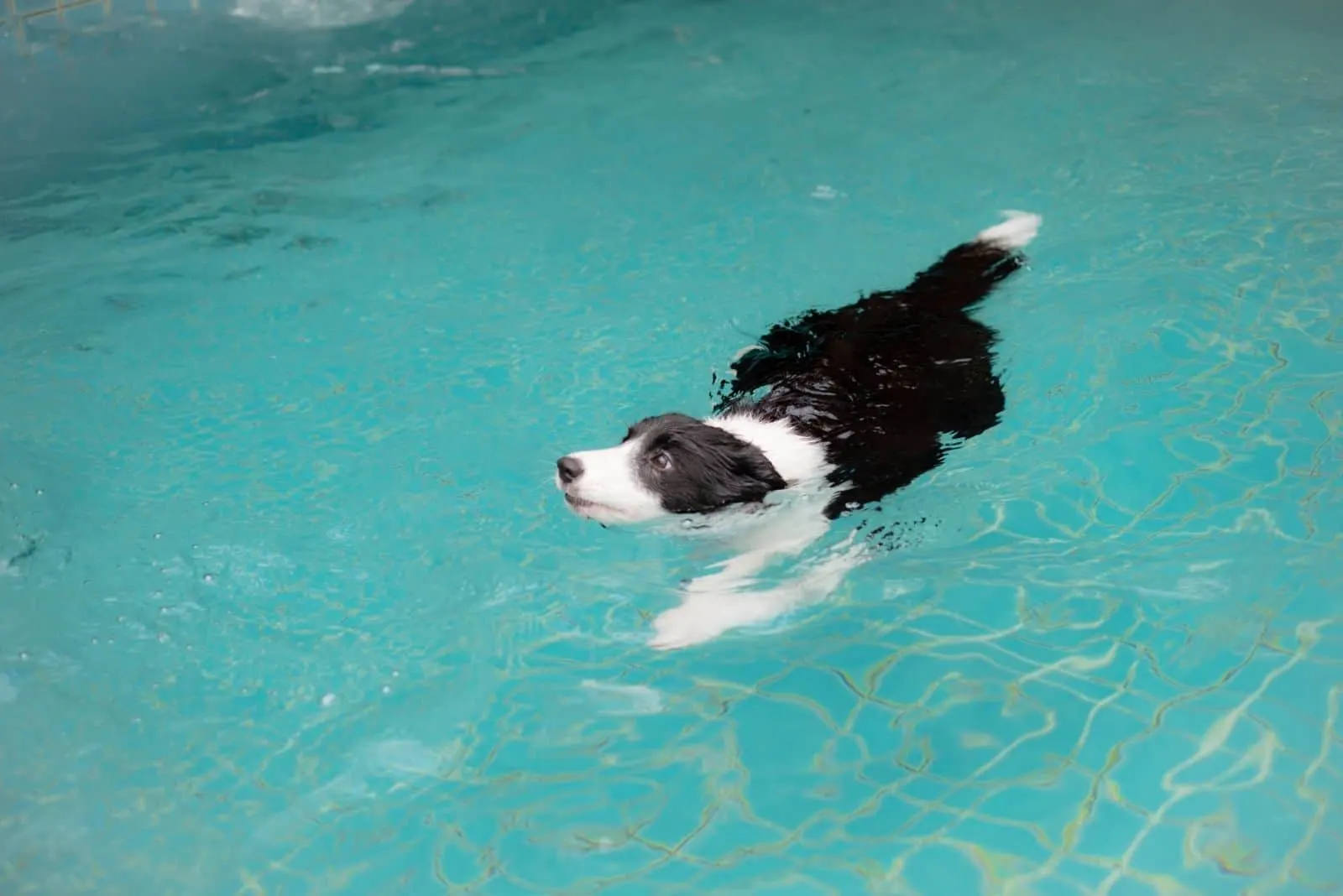 Border Collies swims in the pool