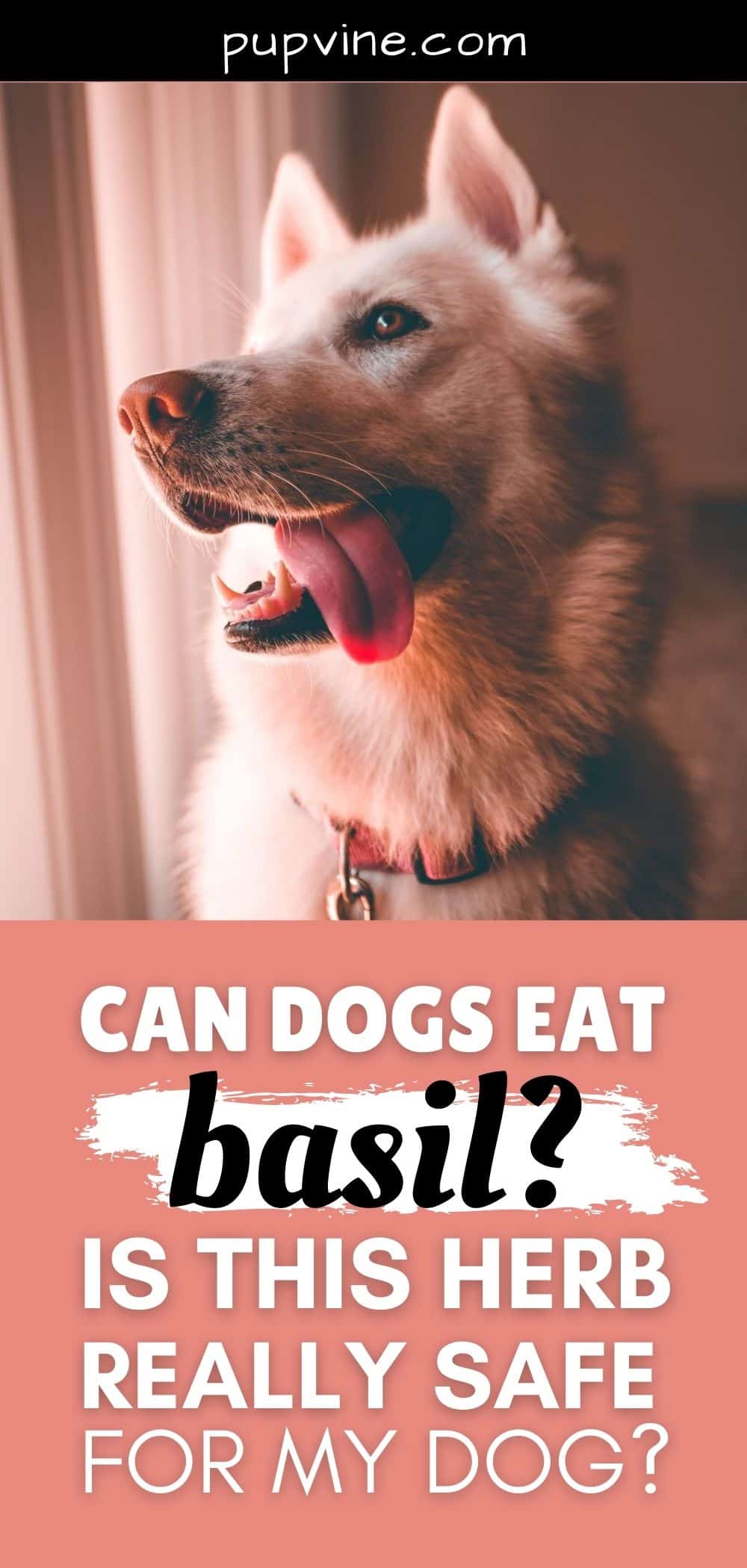 Can Dogs Eat Basil? Is This Herb Really Safe For My Dog?