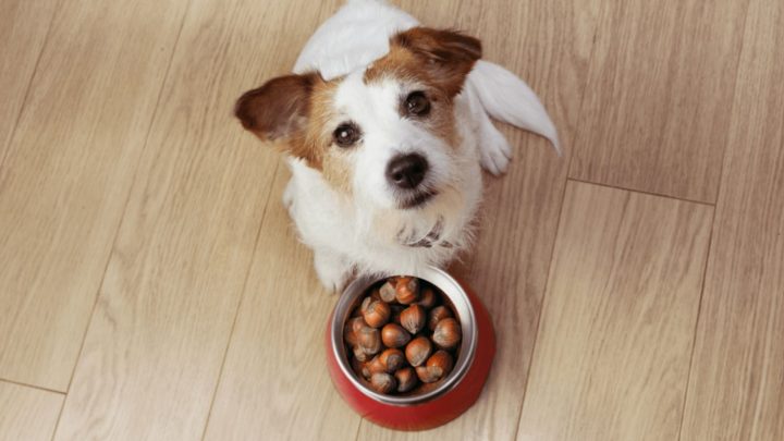 Can Dogs Eat Chestnuts? Health Advice For Worried Dog Owners