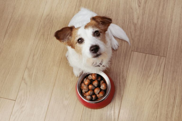 Jack Russell sits next to a chestnut pot and looks up