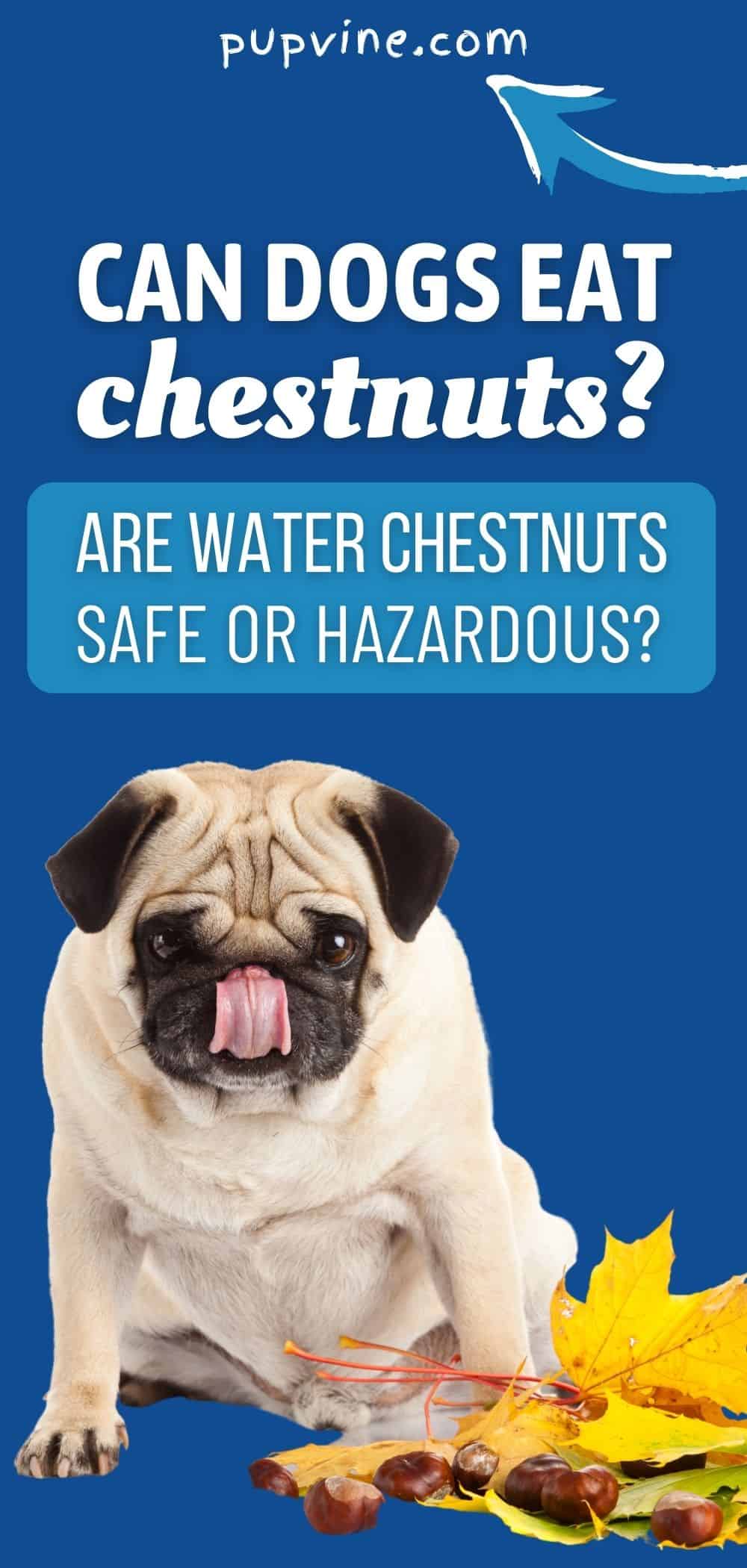 Can Dogs Eat Chestnuts Are Water Chestnuts Safe Or Hazardous
