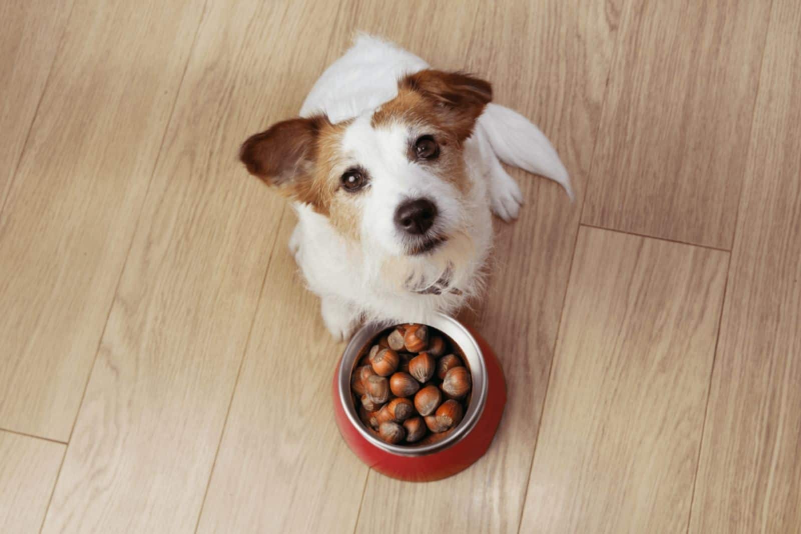 are chestnuts safe for dogs