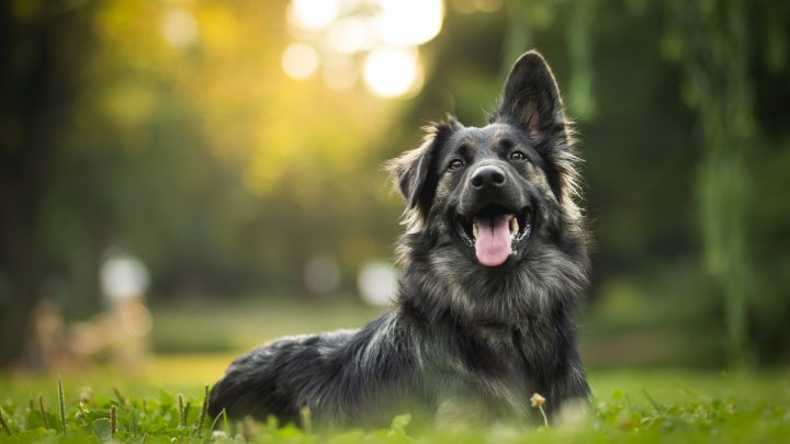 Can Dogs Eat Edamame Beans? The Risks And Health Benefits