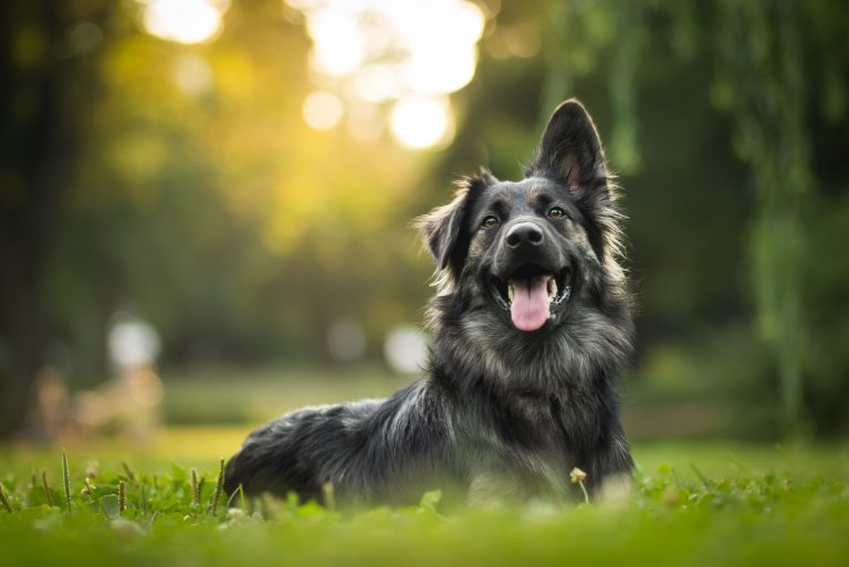 german shepherd during sunset in grass