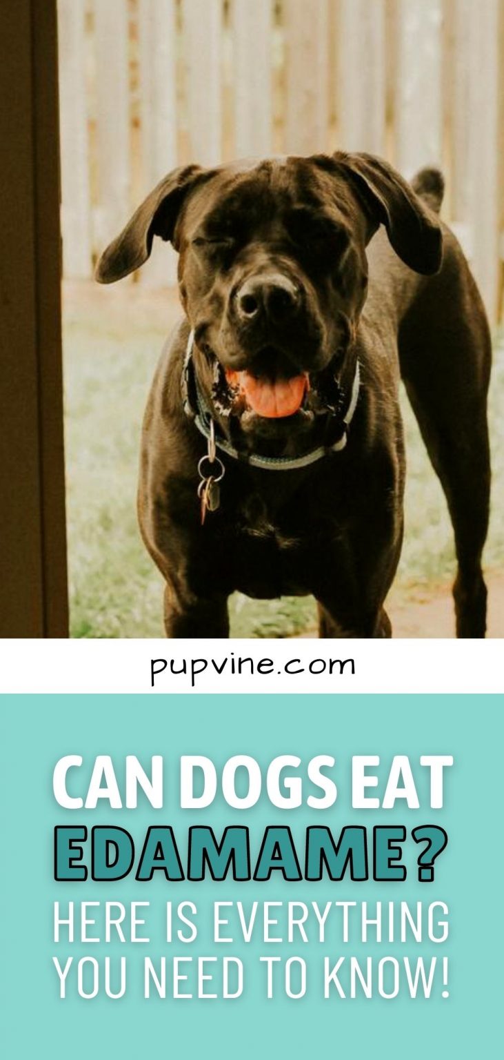 Can Dogs Eat Edamame Beans? The Risks And Health Benefits