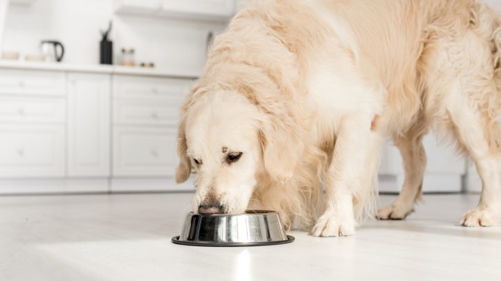 Can Dogs Eat Hummus? A Definitive Answer To All Your Questions