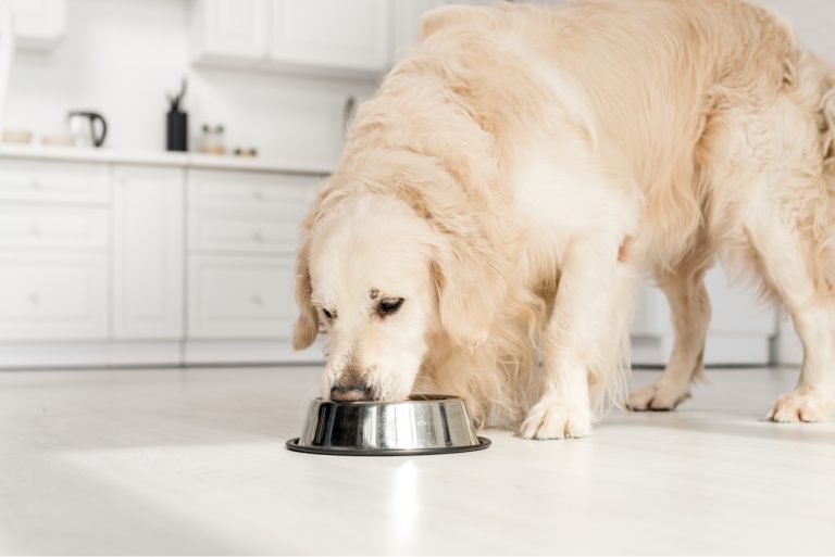 golden retriever eating dog food from metal bowl in kitchen