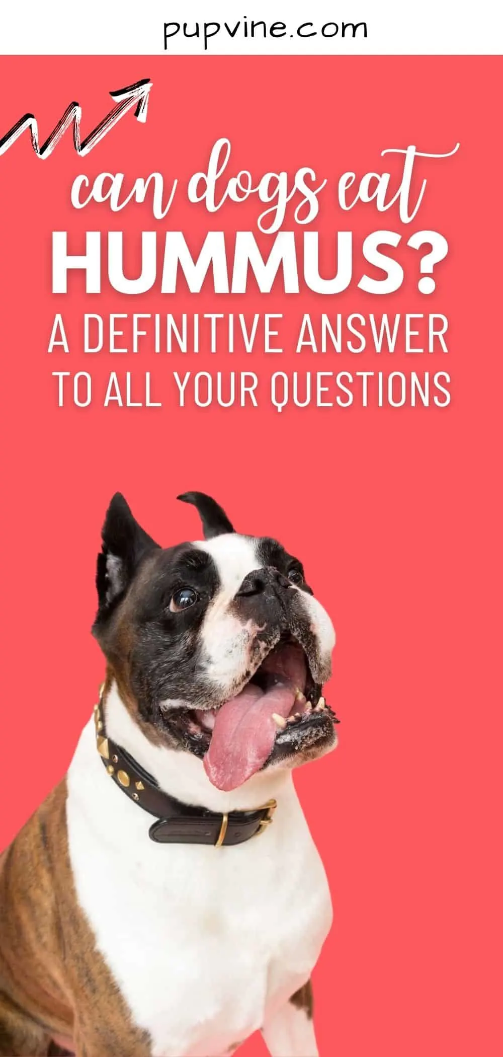 Can Dogs Eat Hummus? A Definitive Answer To All Your Questions