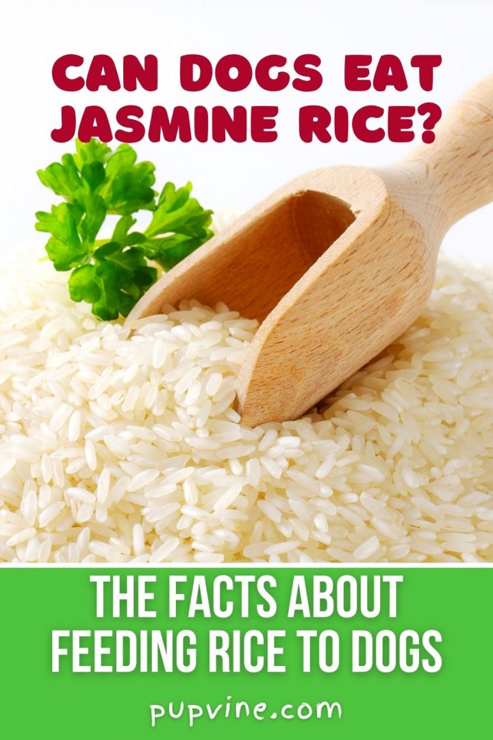 Can Dogs Eat Jasmine Rice? The Effect Of This Food On Puppies