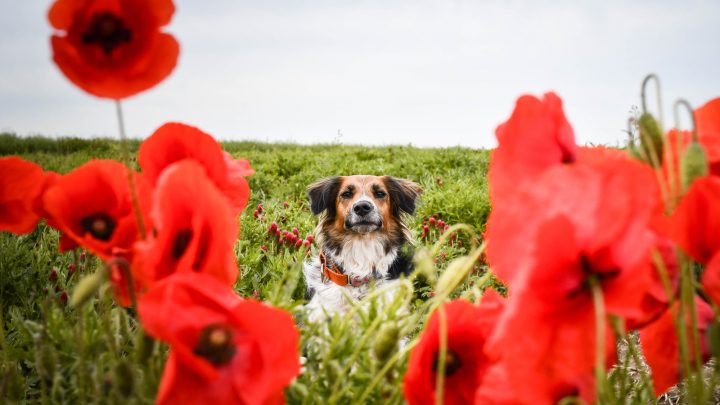 Can Dogs Eat Poppy Seeds? The Effects Of Poppy Seeds On Dogs