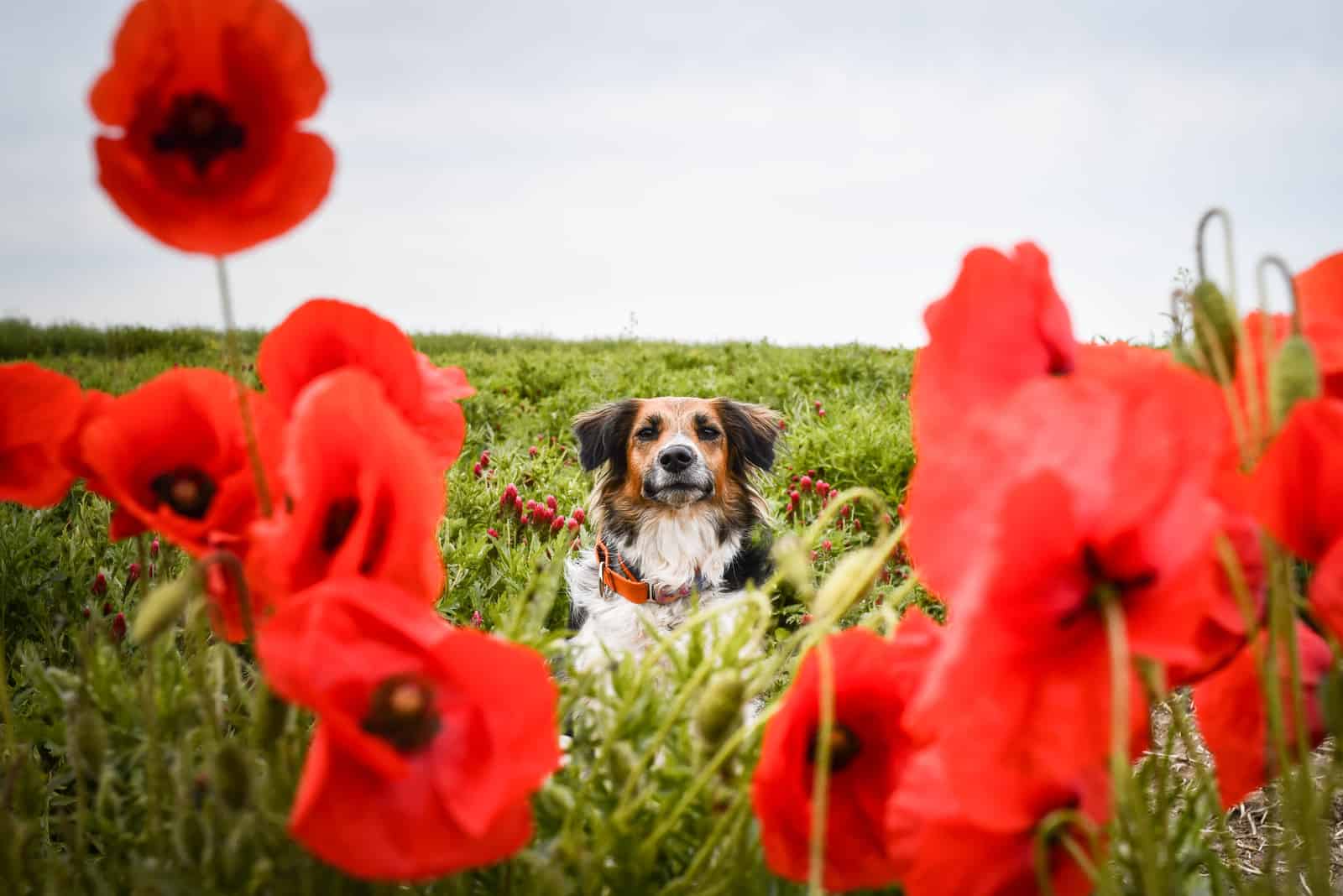 dog is sitting in a poppy field