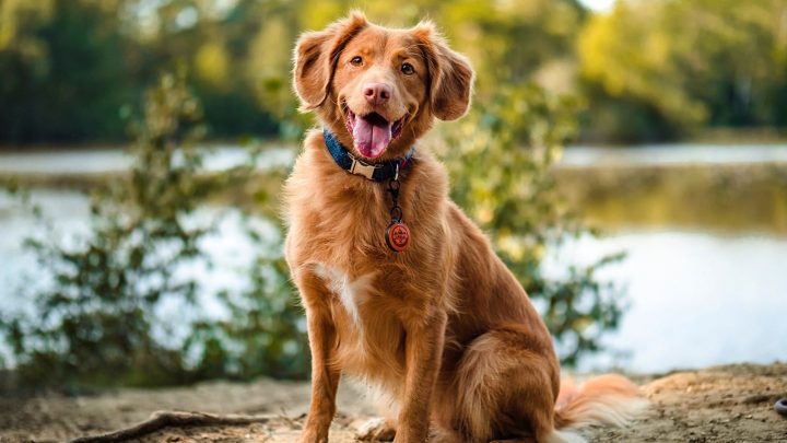 Can Dogs Eat Pretzels? Danger Of Human Food For Dogs