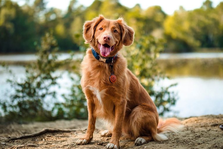 Ein schöner brauner Hund sitzt am Ufer des Sees
