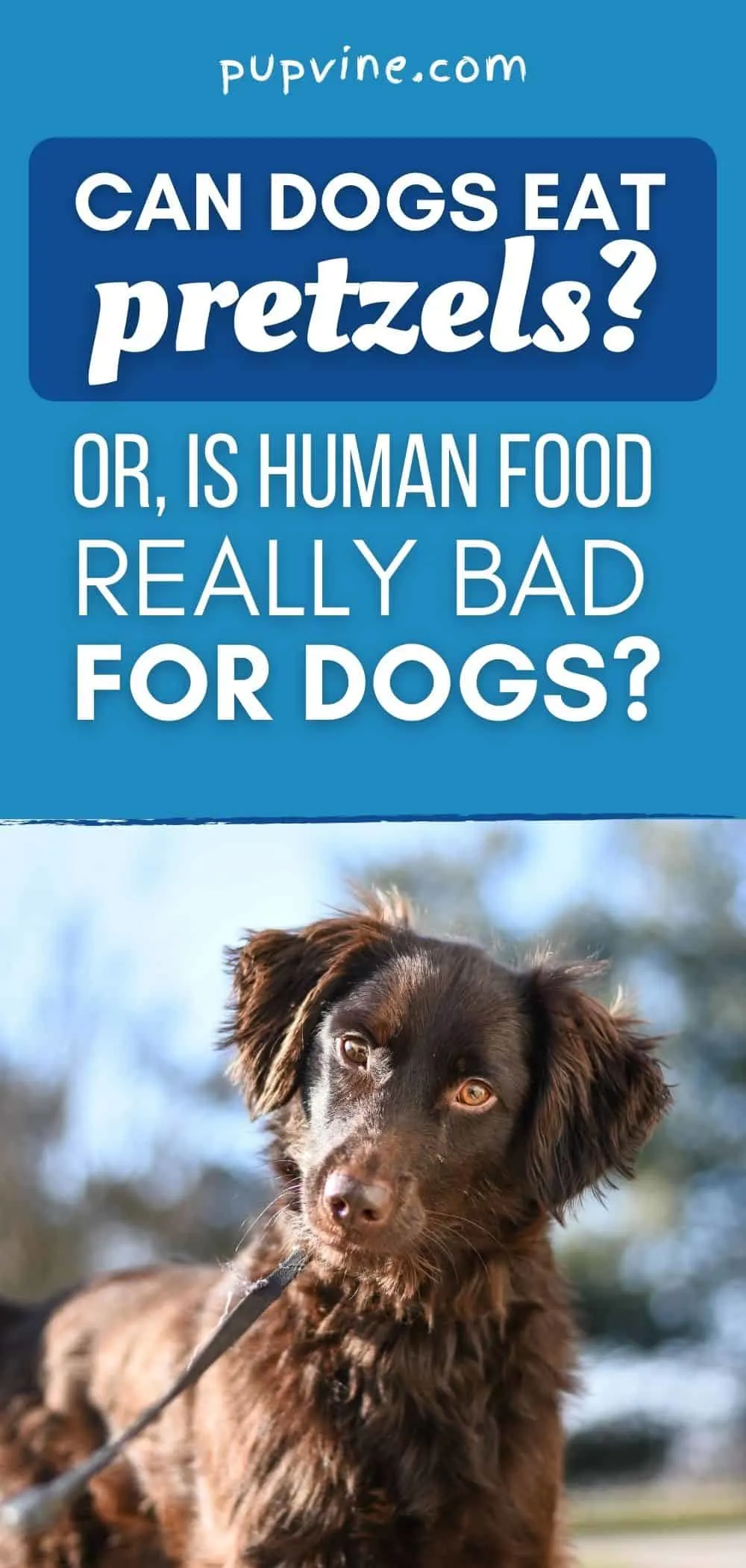 Can Dogs Eat Pretzels? Or, Is Human Food Really Bad For Dogs?