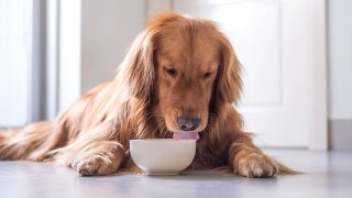 Can Dogs Eat Sauerkraut? All On Dogs & Fermented Food