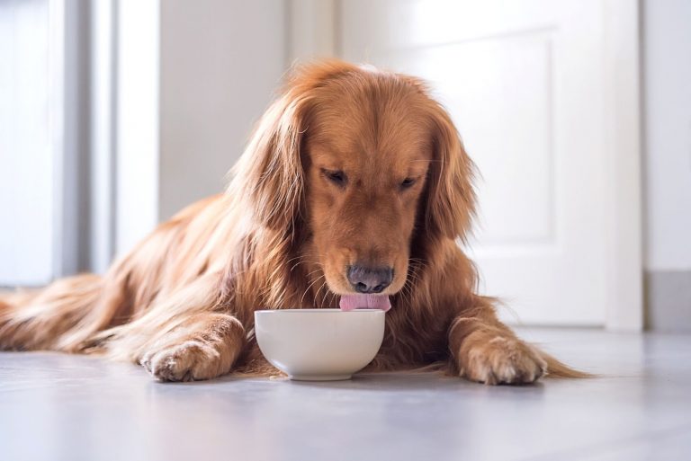 golden retriever eats