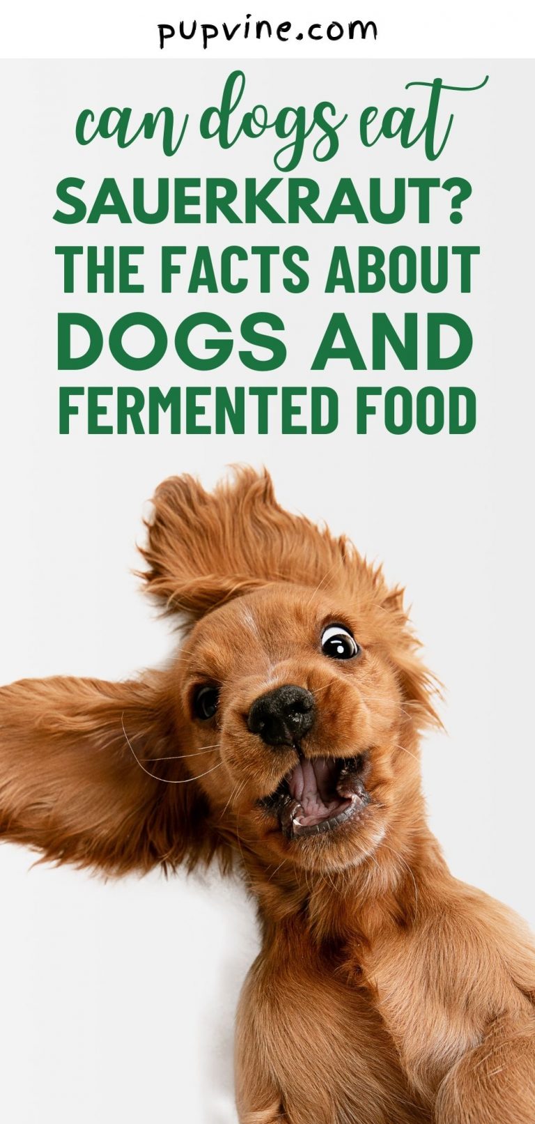 Can Dogs Eat Sauerkraut? All On Dogs & Fermented Food