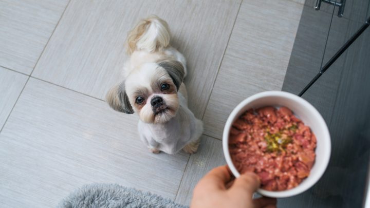 Can Dogs Eat Spicy Food And Is It Safe For Them?