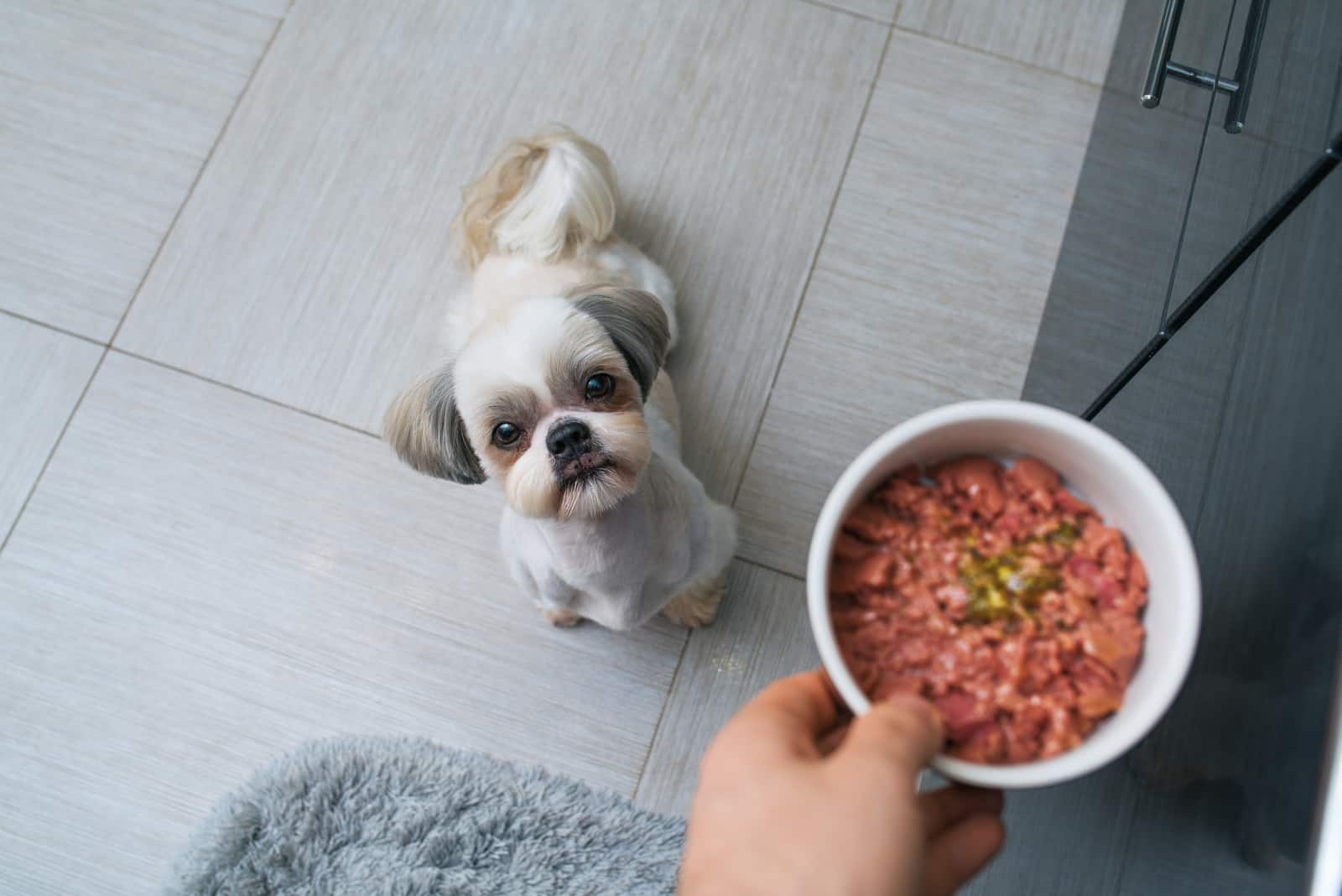 Can Dogs Eat Spicy Food And Is It Safe For Them?