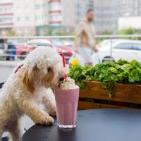 Dog breed maltipoo in a cafe eating whipped cream from the milkshake