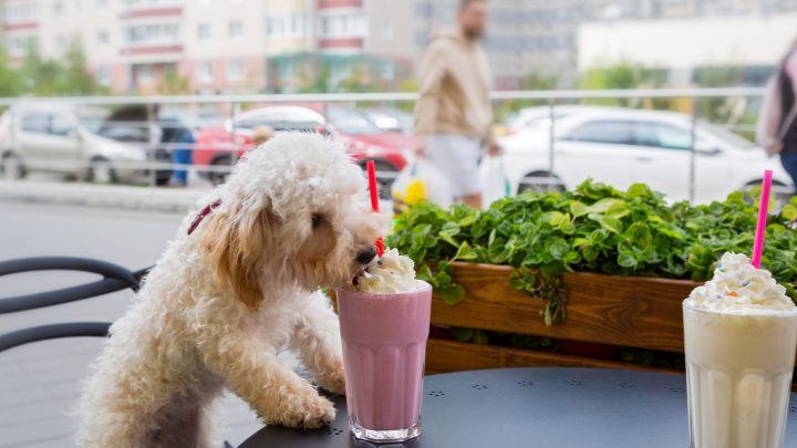 Can Dogs Eat Whipped Cream? The Effects Of Dairy On Dogs