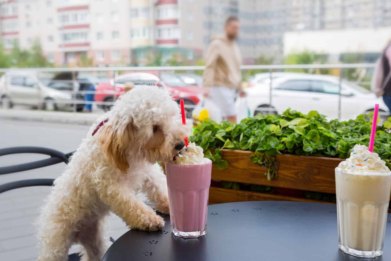 Is Whipped Cream A Good Food Choice For Dogs?