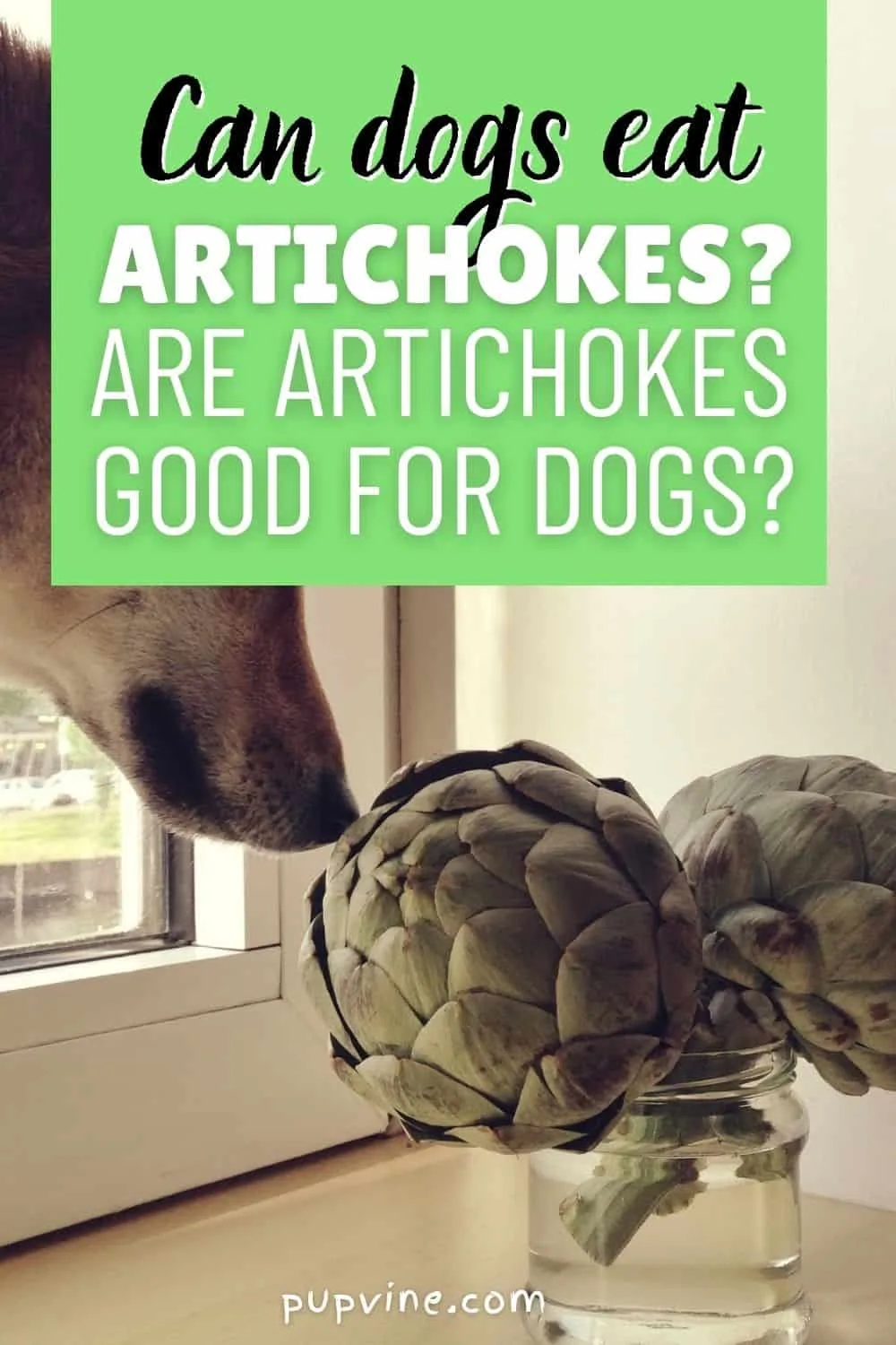 Can Dogs Eat Artichokes? Are Artichokes Good for Dogs?