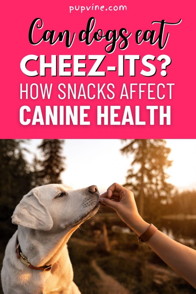 Can Dogs Eat CheezIts? How Snacks Affect Canine Health