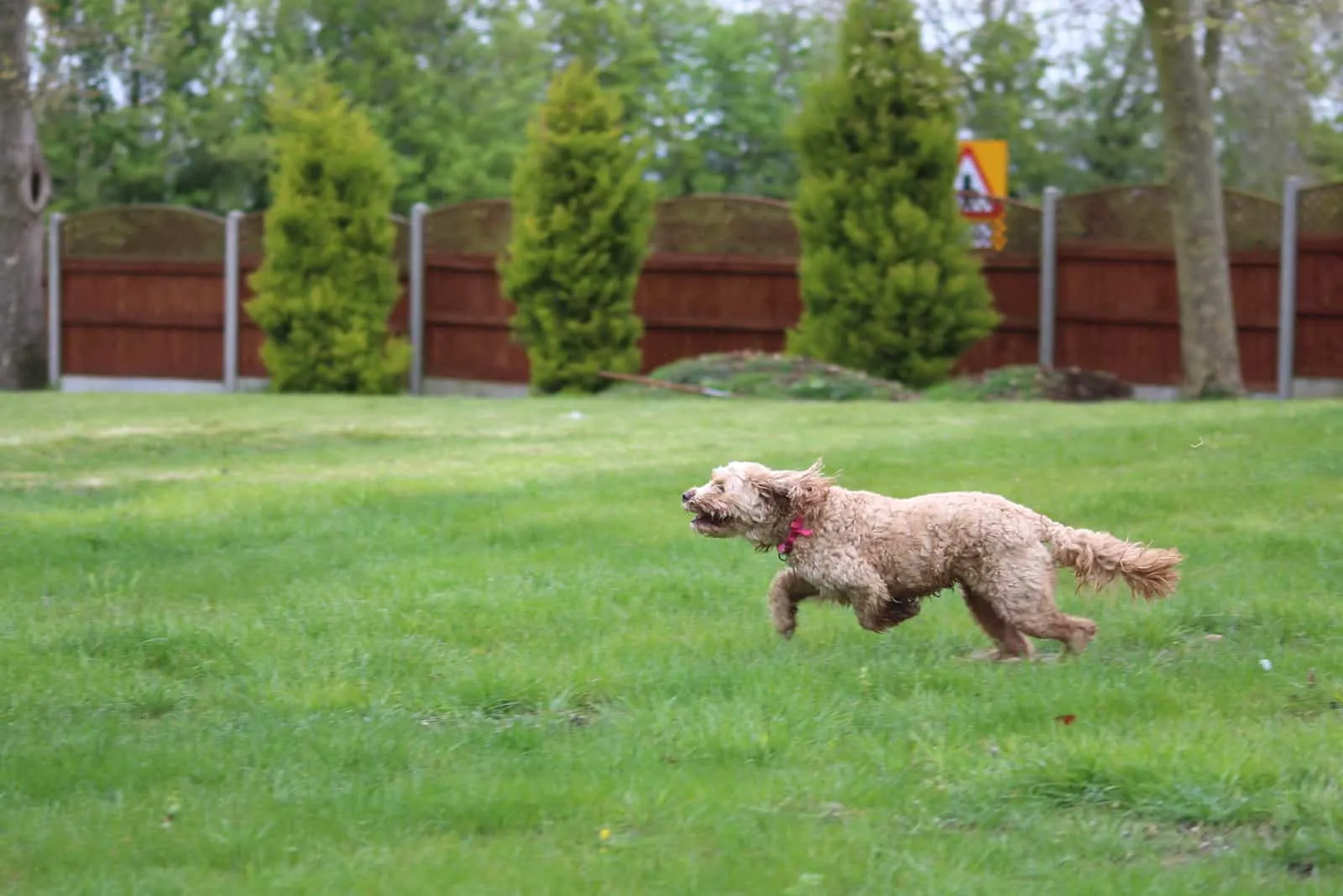 Cavapoo puppy runs around the garden