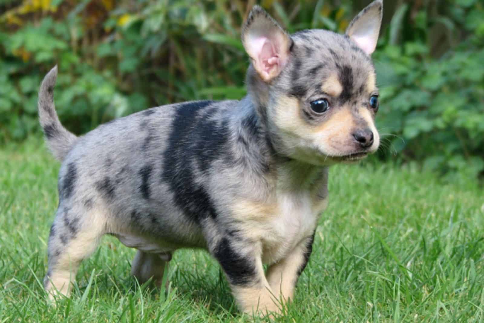 Chihuahuas walking on the grass