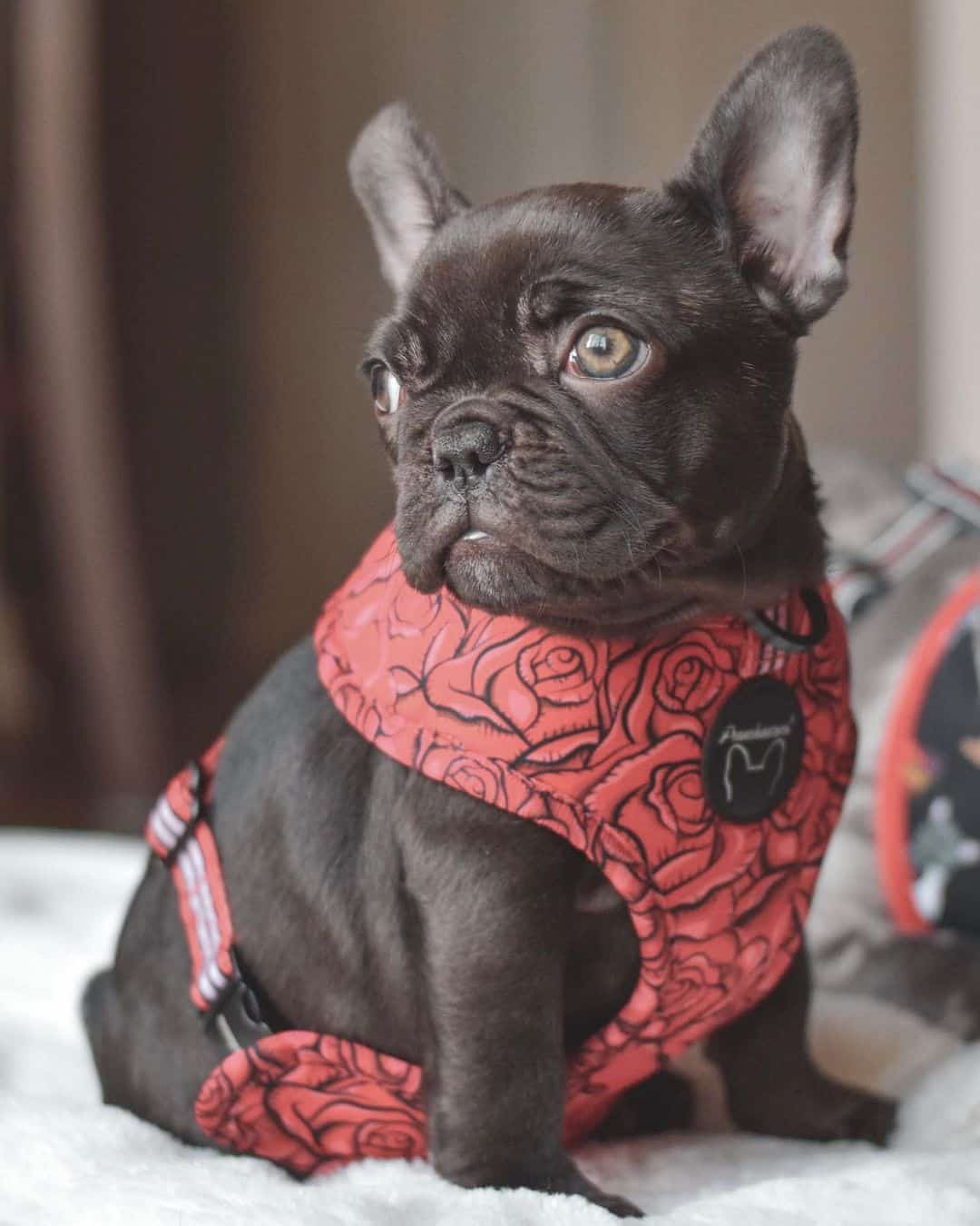 Chocolate French Bulldog sitting