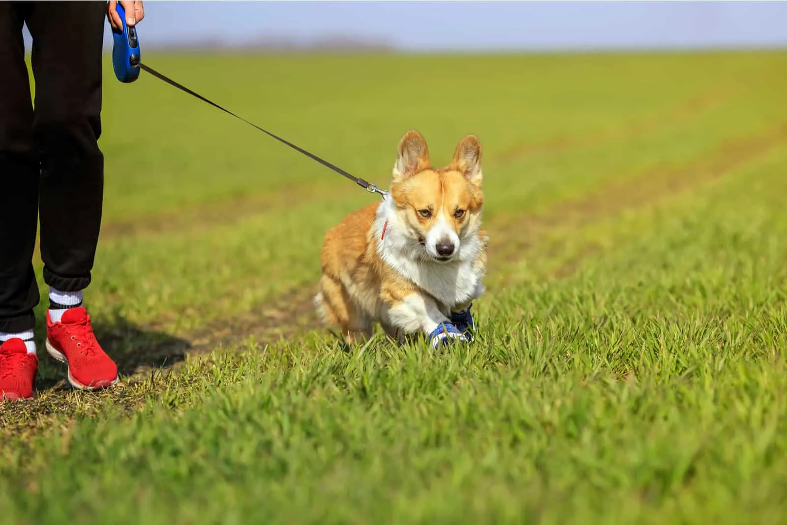 Corgi and the girl are walking in the meadow