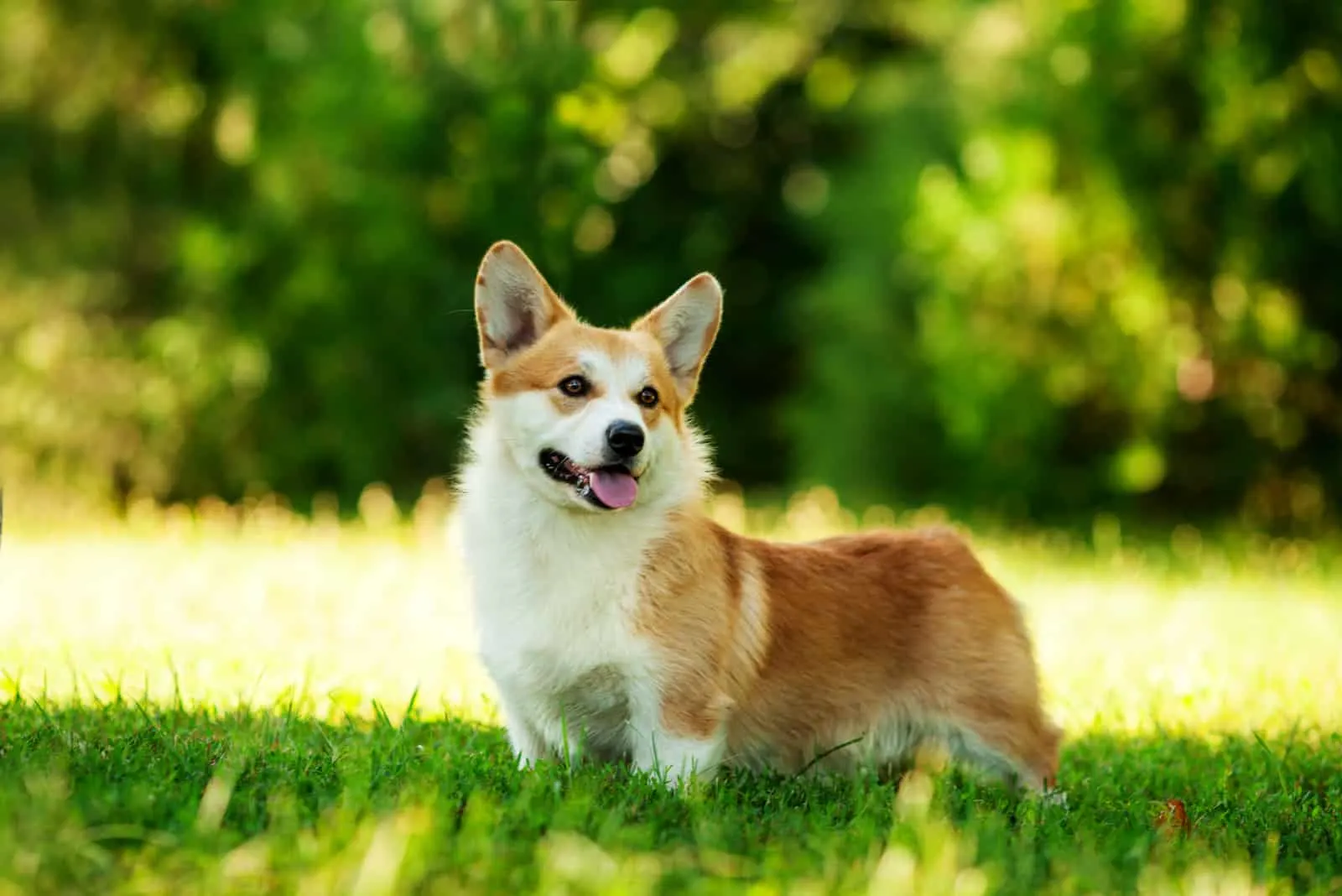Corgis stands in the grass as he looks away