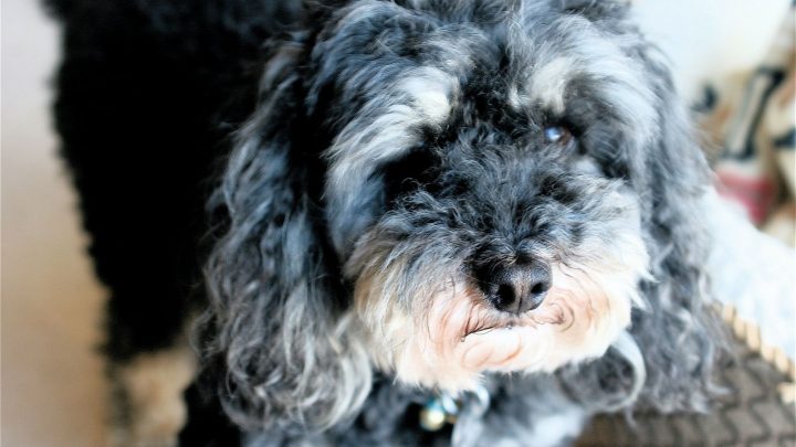 The Merle Poodle: What Lies Behind This Dog Breed