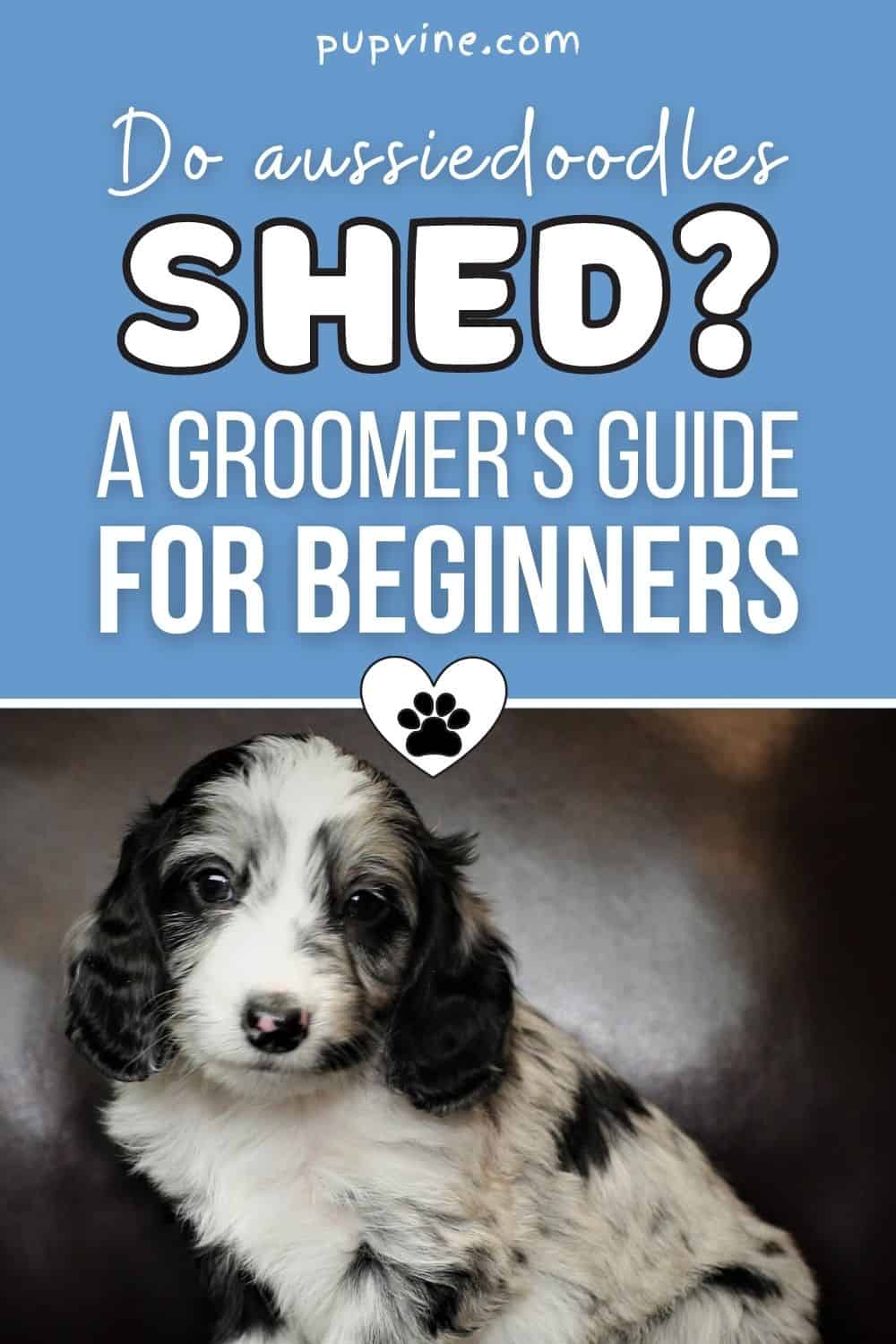 Do Aussiedoodles Shed? A Groomer's Guide For Beginners