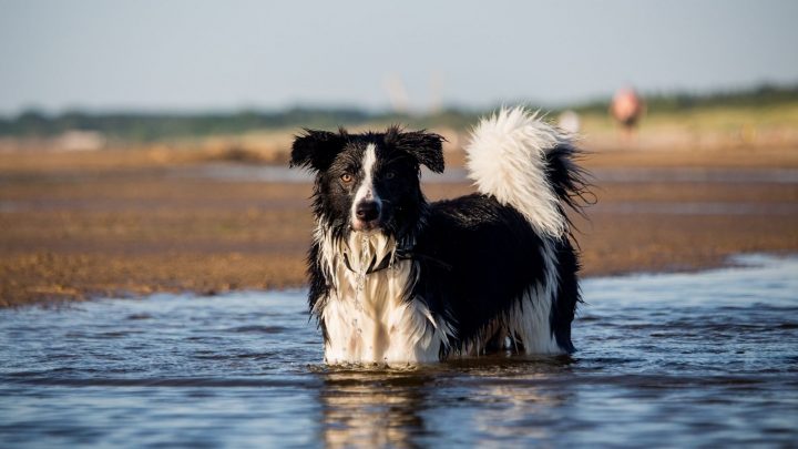 Do Border Collies Like Water? Benefit Of Swimming For Dogs