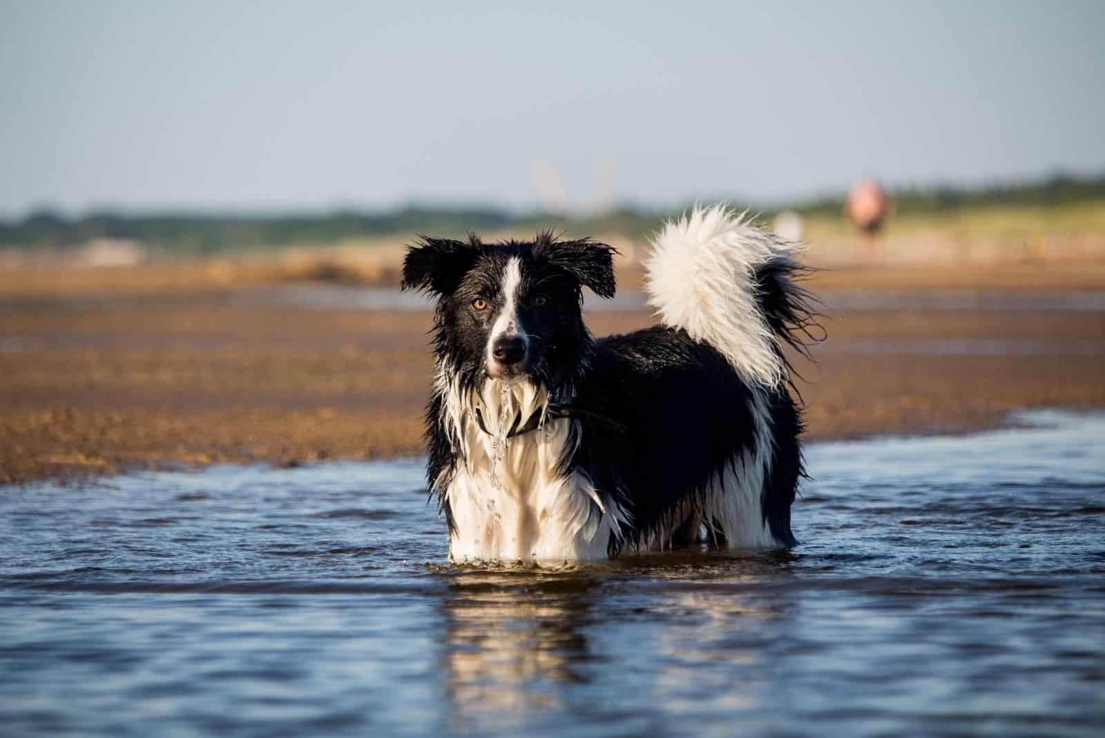 Border Collies stands in the water