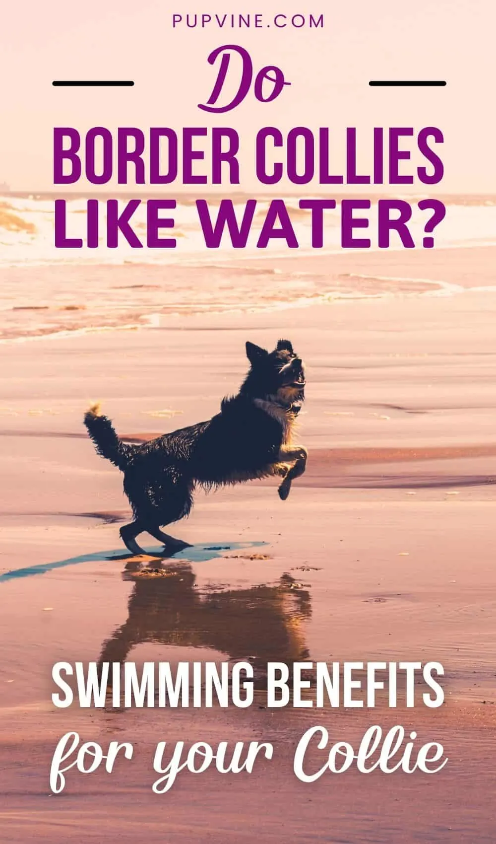 Do Border Collies Like Water? Swimming Benefits for Your Collie