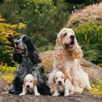 caring english cocker spaniels parents and puppies sitting outdoors with nature background