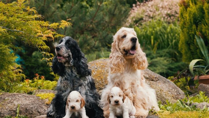 Do Cocker Spaniels Shed: Everything You Need To Know