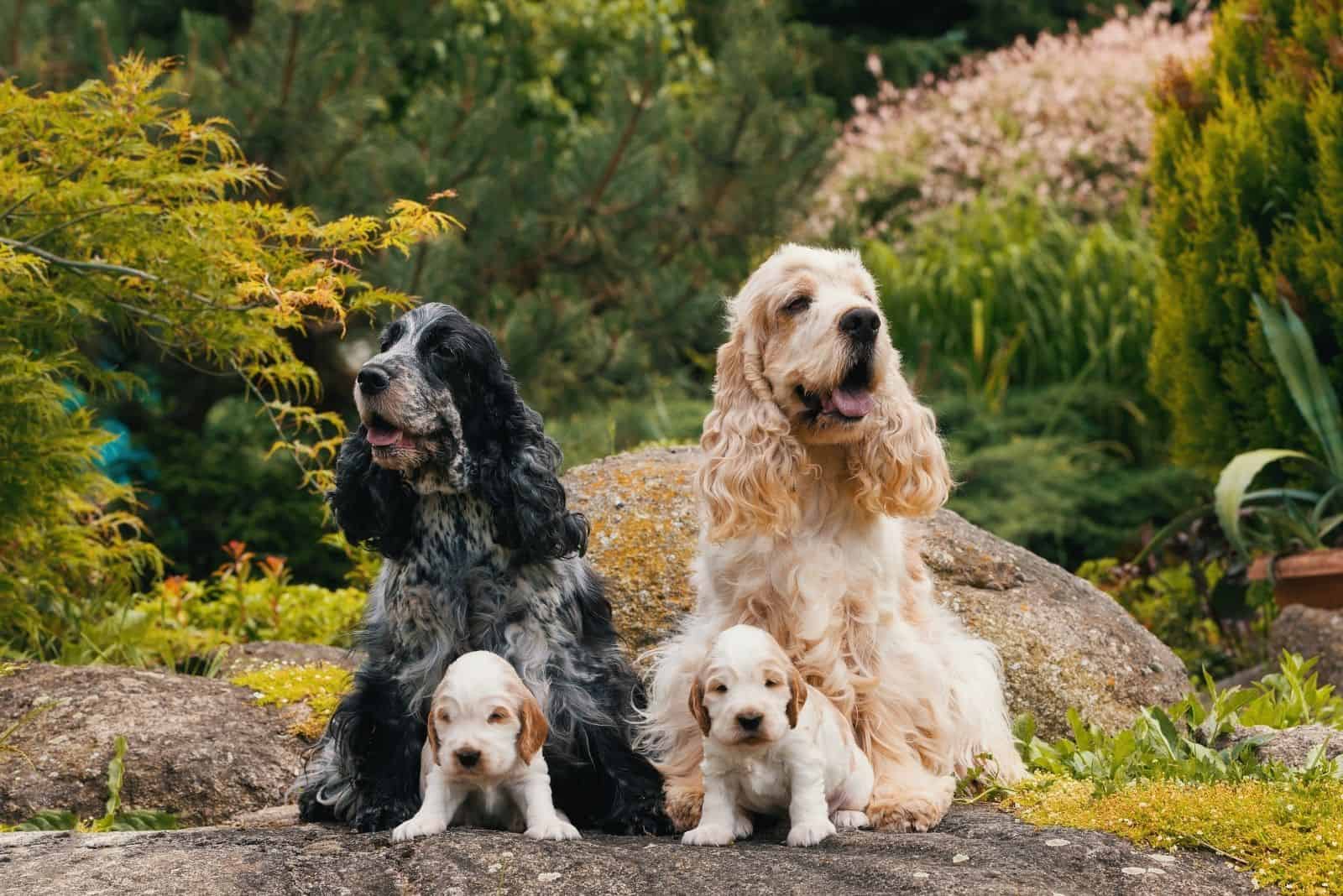caring english cocker spaniels parents and puppies sitting outdoors with nature background