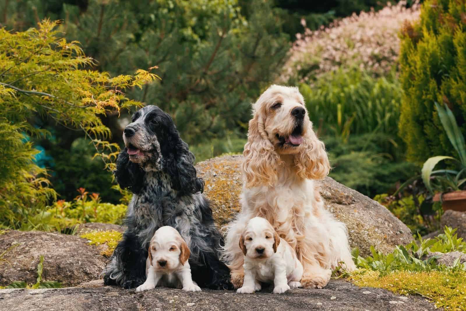 american cocker spaniel shedding a lot