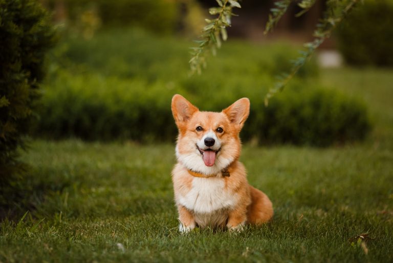 Corgi sitting on the grass