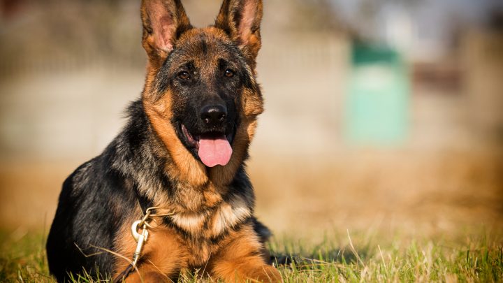 Do German Shepherds Shed? You Might Not Like The Answer