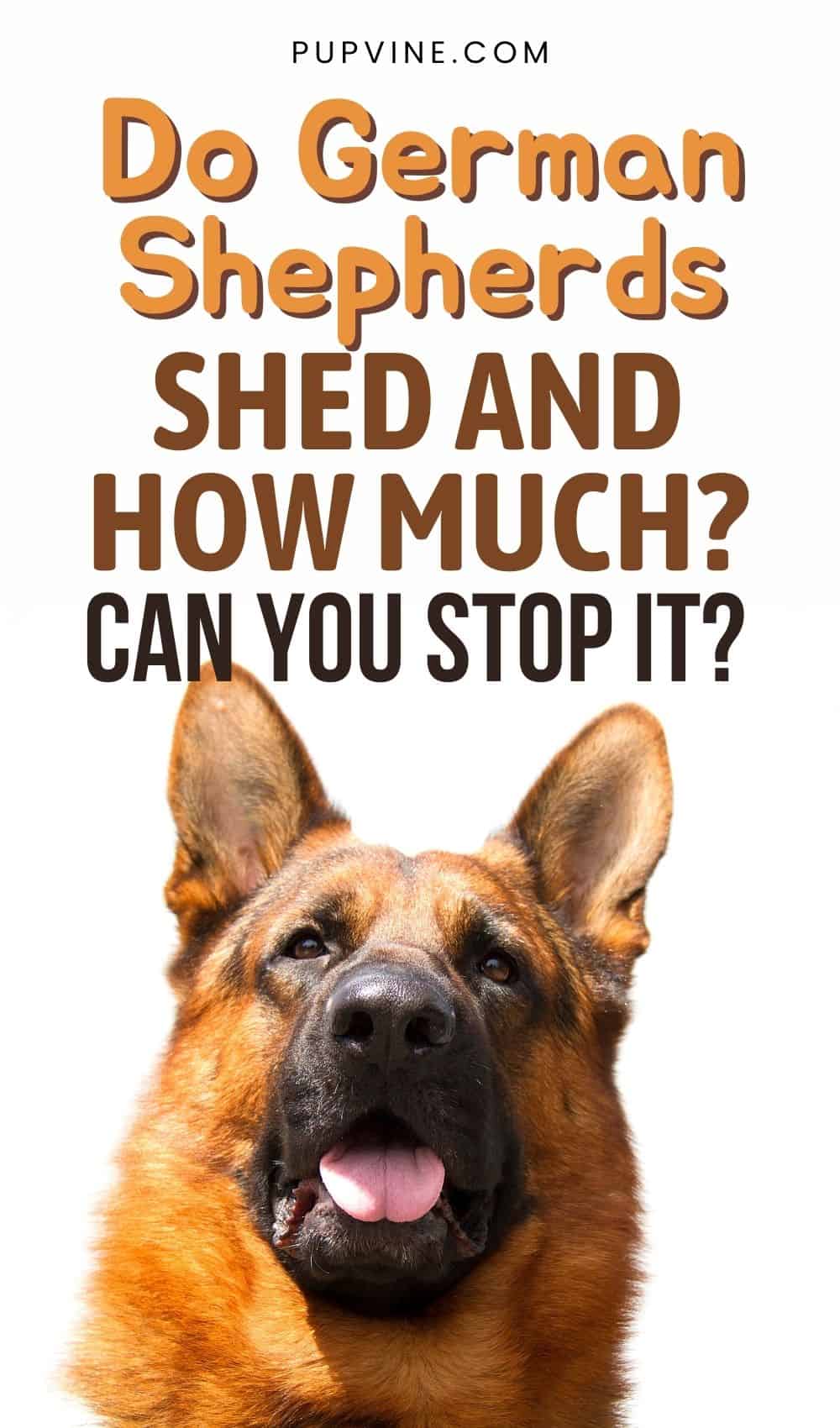 Do German Shepherds Shed And How Much Can You Stop It
