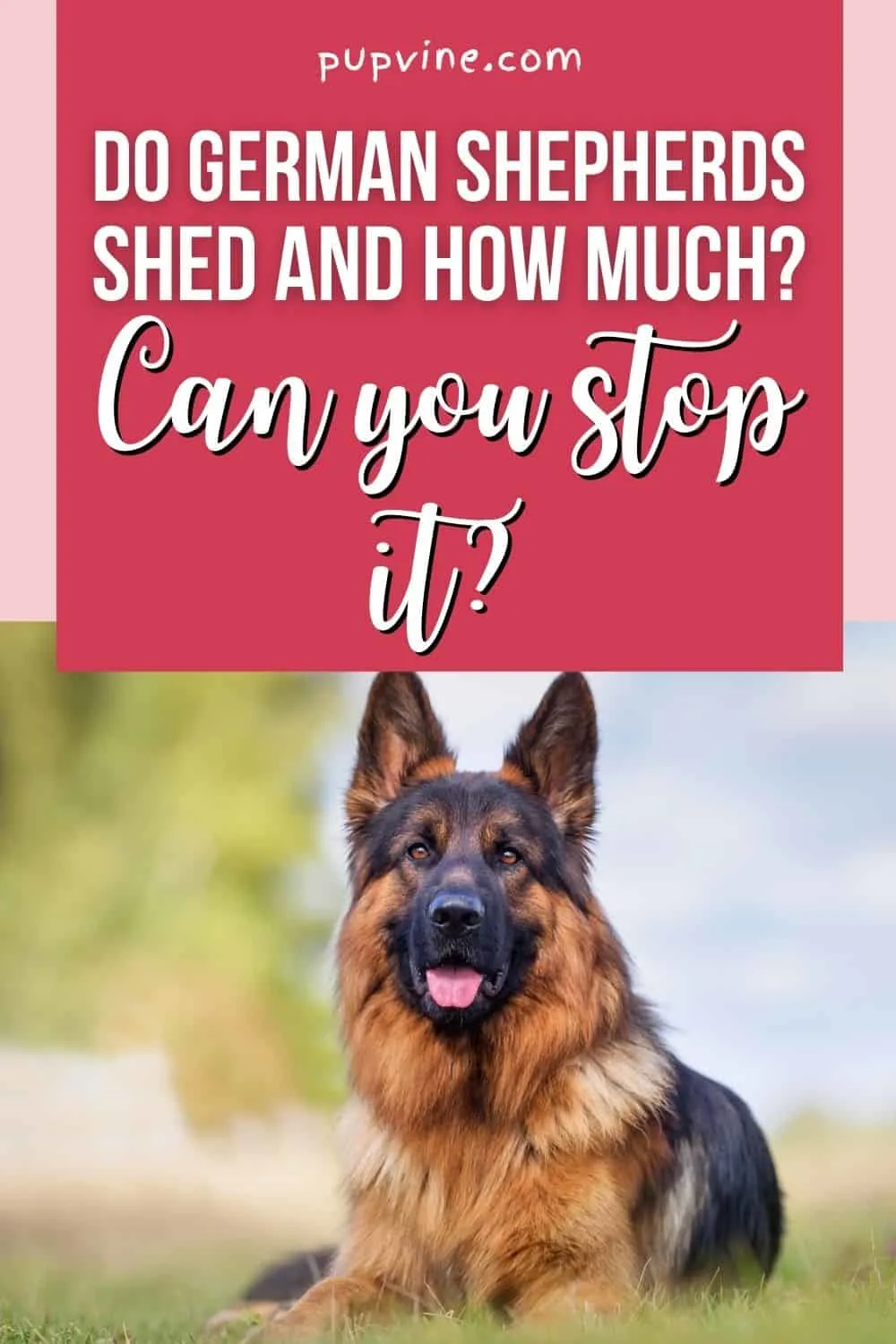Do German Shepherds Shed And How Much? Can You Stop It?