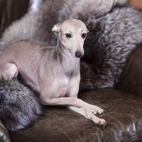 a beautiful greyhound sitting on the sofa with a gray fur cloth